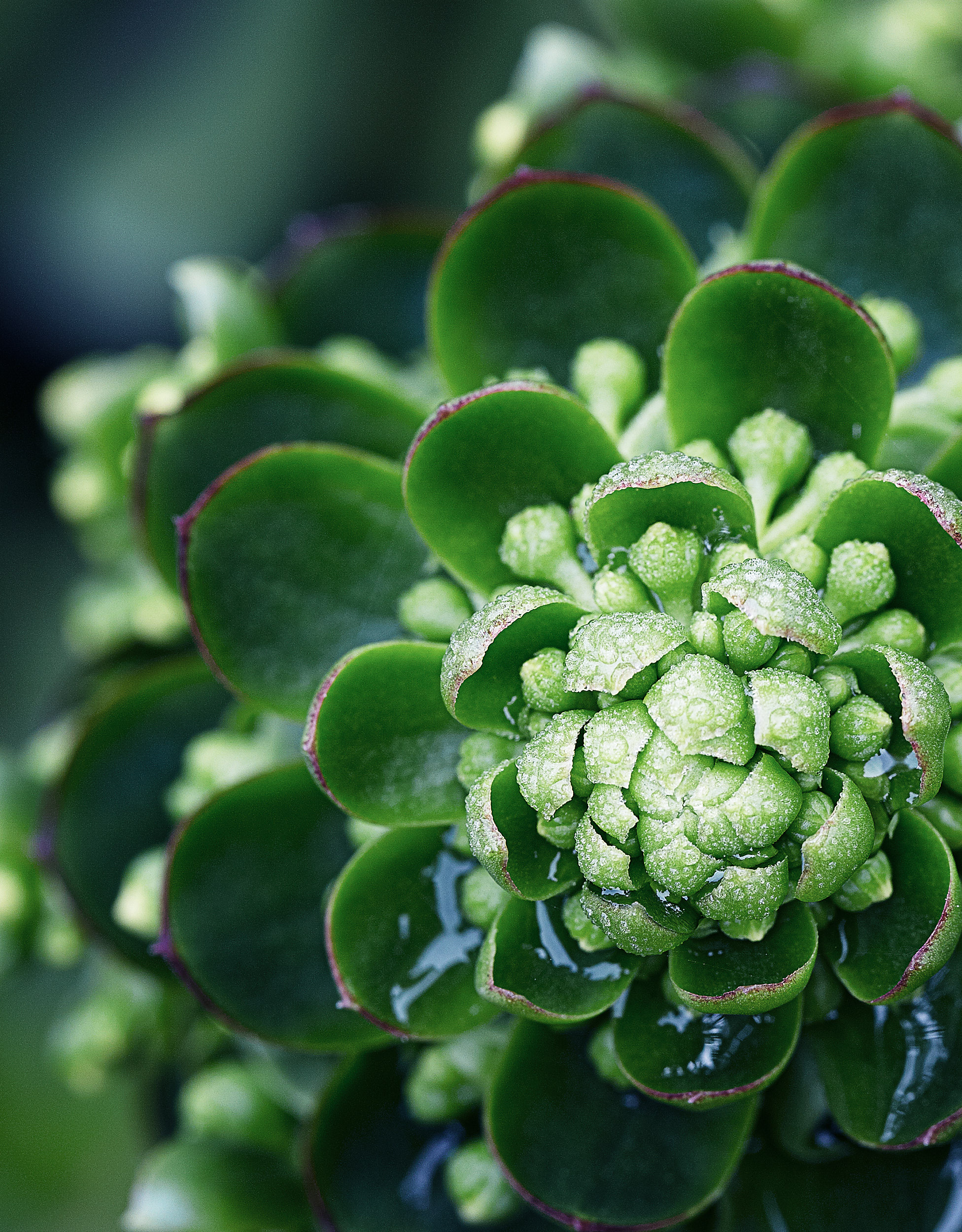 BuddingSucculent_6_PortfolioPrint.jpg
